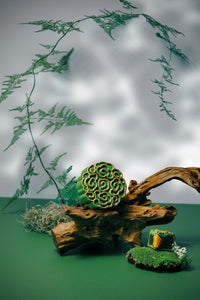 <transcy>Bánh Trung Thu</transcy>
